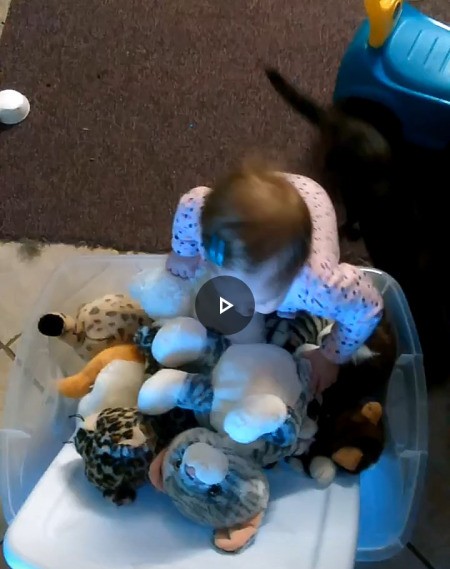 Identifying a Stuffed Toy