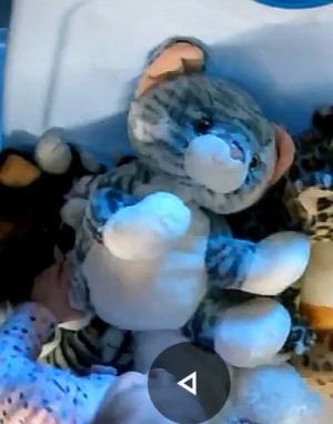 Identifying a Stuffed Toy - stuffed kitty