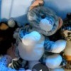 Identifying a Stuffed Toy - stuffed kitty