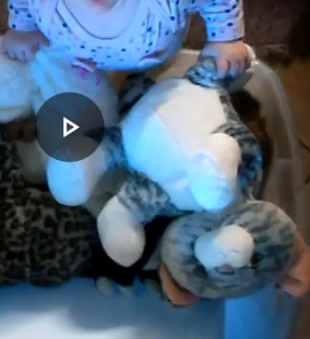 Identifying a Stuffed Toy