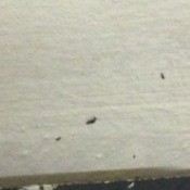 Identifying Tiny Black Bugs - little black bugs on white wall