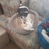 Sadie (Chihuahua Rat Terrier Mix) - black and white dog in dog bed with stuffy
