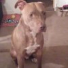 Is My Pit Bull Full Blooded? brown Pit Bull