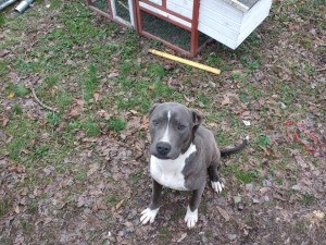 Understanding Pit Bull's Sudden Death - grey and white Pit