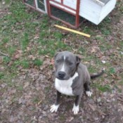 Understanding Pit Bull's Sudden Death - grey and white Pit