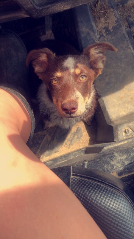 Navy May (Australian Shepherd/Corgi)