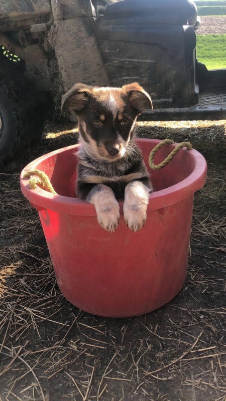 Navy May (Australian Shepherd/Corgi) - puppy in a plastic bucket