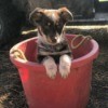 Navy May (Australian Shepherd/Corgi) - puppy in a plastic bucket