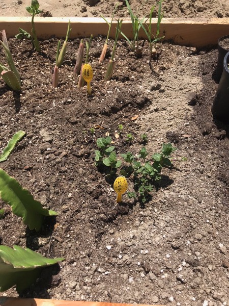 Plastic Spoon Plant Markers for Your Herb Garden - markers in the garden