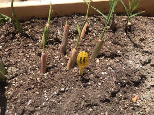 Plastic Spoon Plant Markers for Your Herb Garden - lemon grass marker