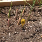 Plastic Spoon Plant Markers for Your Herb Garden - lemon grass marker