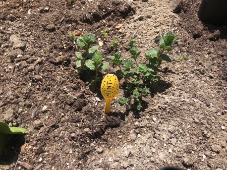 Plastic Spoon Plant Markers for Your Herb Garden - closeup of mint marker