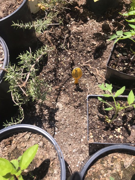 Plastic Spoon Plant Markers for Your Herb Garden - rosemary marker