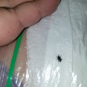 Identifying Small Black Bugs - bug in plastic bag