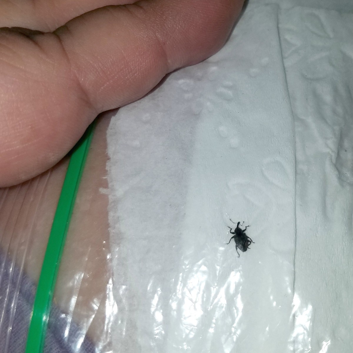 Identifying Small Black Bugs? ThriftyFun