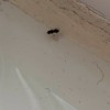 Identifying Tiny Flying Bugs