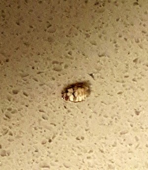 Identifying a Household Bug - tan and darker brown ovoid bug