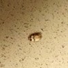 Identifying a Household Bug - tan and darker brown ovoid bug