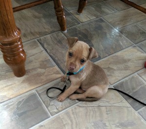 What Is My Chihuahua Mixed With? - small tannish brown puppy
