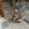 What Is My Chihuahua Mixed With? - small tannish brown puppy