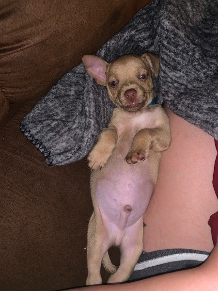 What Is My Chihuahua Mixed With?