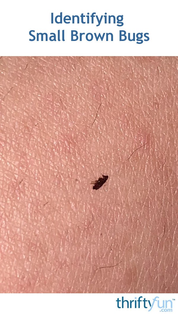 Identifying Small Brown Bugs? | ThriftyFun