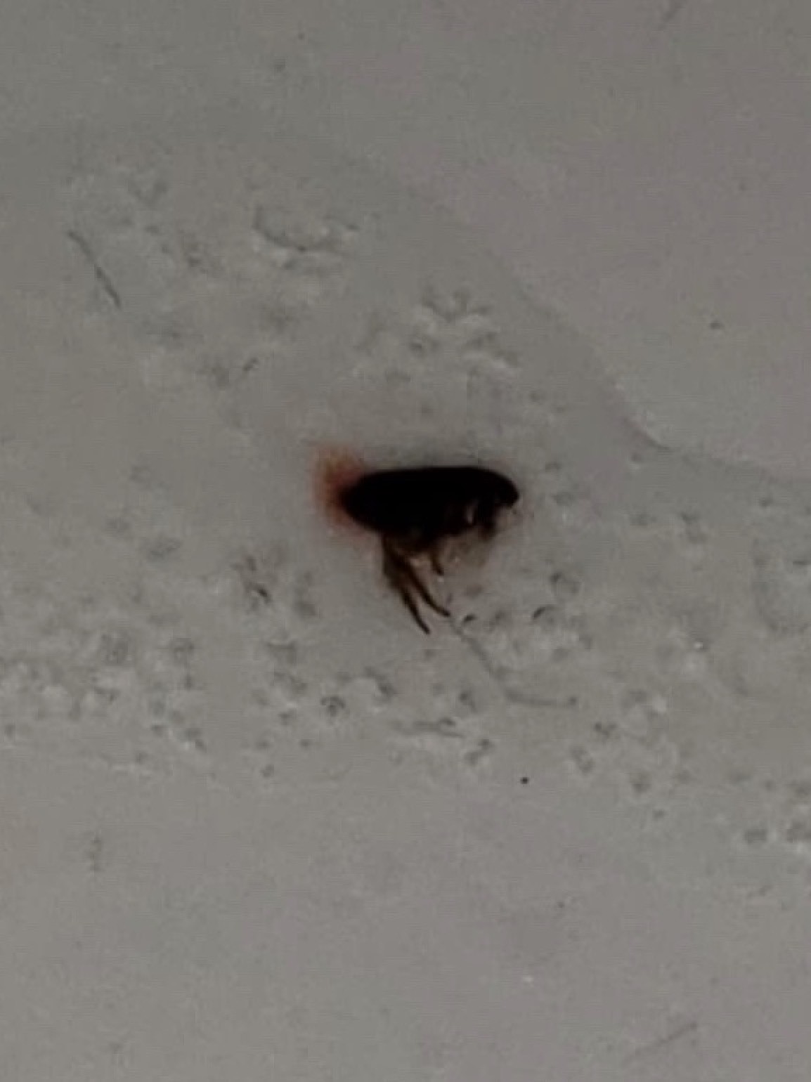 Identifying Small Brown Bugs Thriftyfun