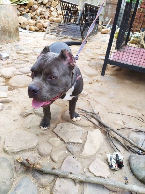 Is My Dog a Pure Bred Pit Bull? - powerful looking Pit
