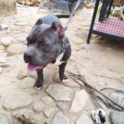 Is My Dog a Pure Bred Pit Bull? - powerful looking Pit