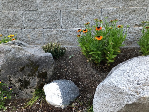 My June Garden - granite boulders left over from the original slope down to short retaining wall