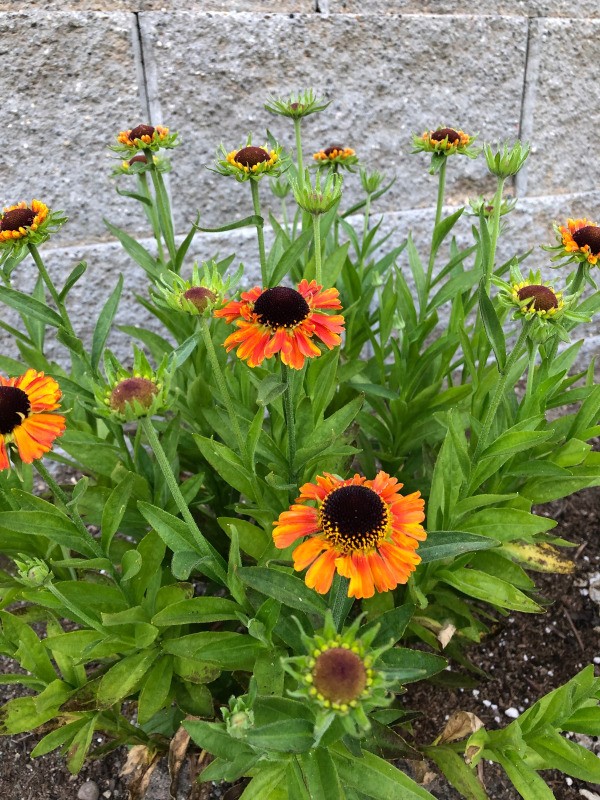 My June Garden - helenium,