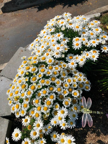 My June Garden - daisies on top of south end of the wall with solar dragonfly