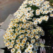 My June Garden - daisies on top of south end of the wall with solar dragonfly