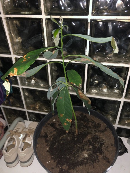 Leaves Dying on Avocado Tree - dry brown spots on leaves