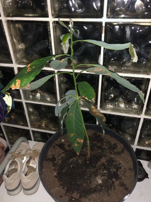 Leaves Dying on Avocado Tree - dry brown spots on leaves