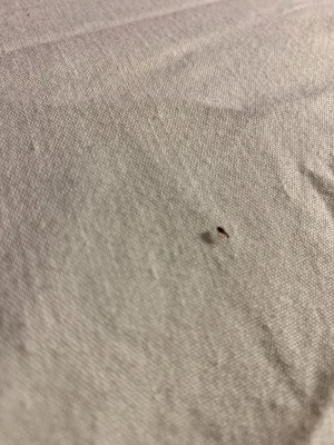 Getting Rid of Tiny Black Flying Bugs - tiny bug on white fabric