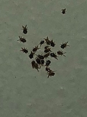 Identifying Small Black Bugs - closeup