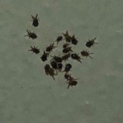 Identifying Small Black Bugs - closeup