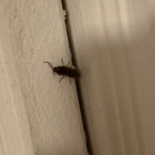 Getting Rid of Tiny Brown Bugs - bug on the wall