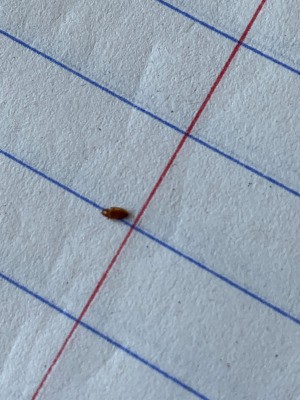 Identifying a Tiny Brown Bug - bug on notebook paper