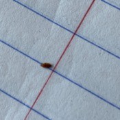 Identifying a Tiny Brown Bug - bug on notebook paper
