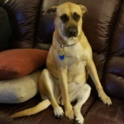 What Breed Is My Dog?