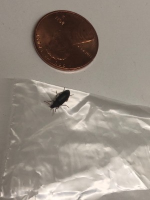 Identifying a Small Dark Brown or Black Bug - bug in bag next to a penny
