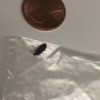 Identifying a Small Dark Brown or Black Bug - bug in bag next to a penny