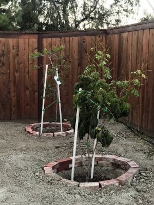 PVC Pipe as Garden Support/Stake - PVC tree supports