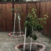 PVC Pipe as Garden Support/Stake - PVC tree supports