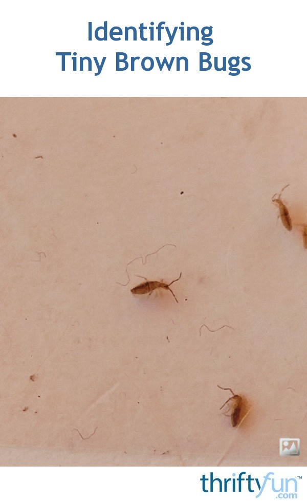 pictures of bed bugs