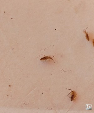 Identifying Tiny Brown Bugs? | ThriftyFun