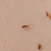 Identifying Tiny Bugs - long brown bugs