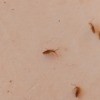 Identifying Tiny Bugs - long brown bugs
